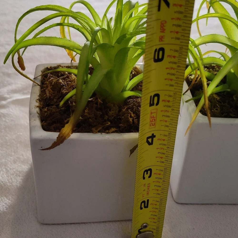 2 Green Faux Succulent in White Planter Set